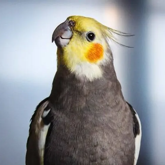 A grey cockatiel with an orange cheek patch, and the same bird drawn by Petzyn
