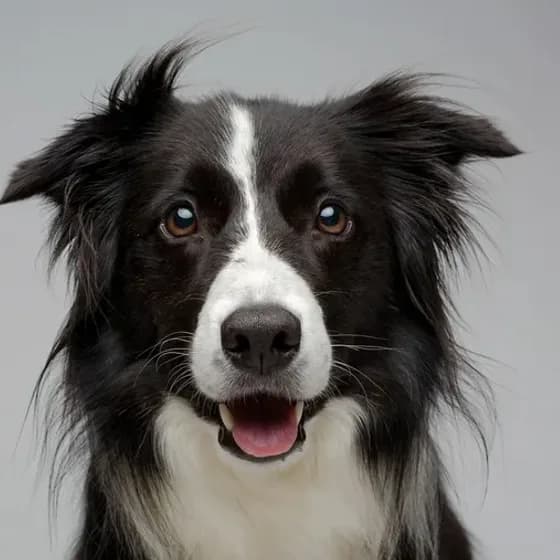 A black and white border collie, and the same dog drawn by Petzyn