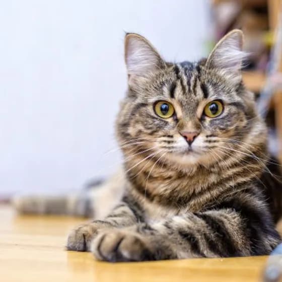 A tabby cat lying with its paws crossed, and the same cat drawn by Petzyn